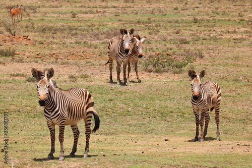 Hartmanns Bergzebras  photo