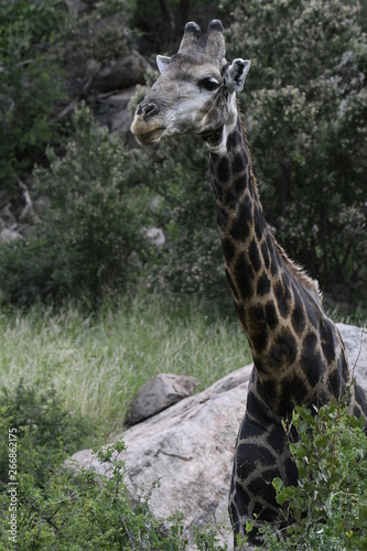 Girafe masaï