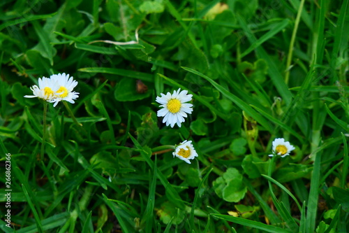 Beautiful nature and flowers