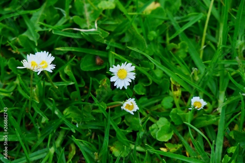 Beautiful nature and flowers