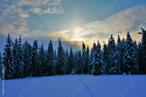 winter evening on a mountain near a fir forest