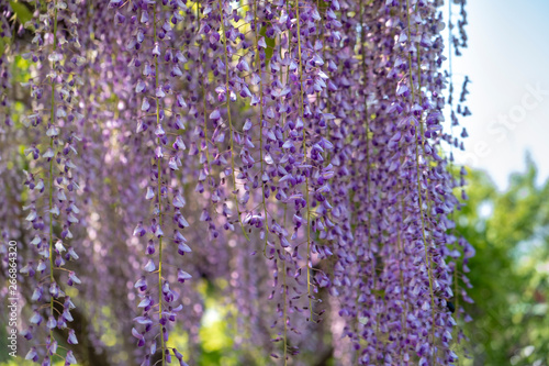 Drooping Wisteria at Kameido Tenjin Shrine Wisteria Festival during springtime, in Tokyo