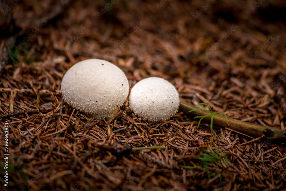 Mushrooms in the wild Mushrooms in the wild