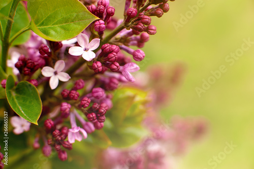 Flowering branch of lilac. Macro. Blooming lilac in the spring. Flowers in soft light on a blurred background. Floral design for wallpapers and calendars.