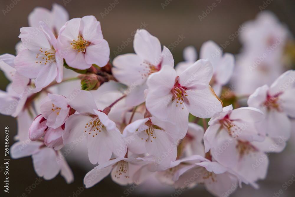 Cherry blossoms in Aomori Hirosaki castle ruins Cherry blossoms in Aomori Hirosaki castle ruins
