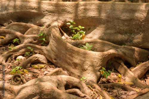 Large tree roots in fertile forests.