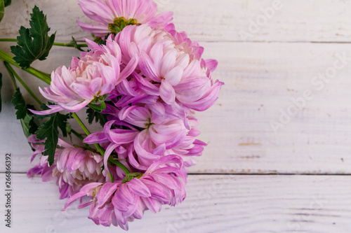 Beautiful chrysanthemums on white wooden background. Top view, copy space