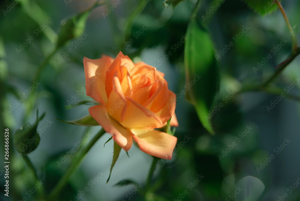Beautiful yellow rose on a green background
