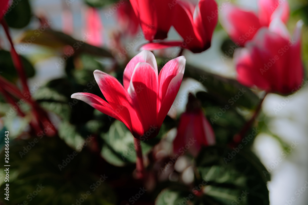 red cyclamen close-up on green background