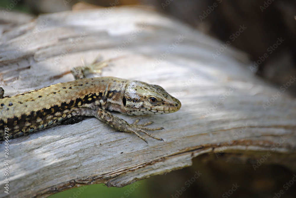 Obraz premium Lézard