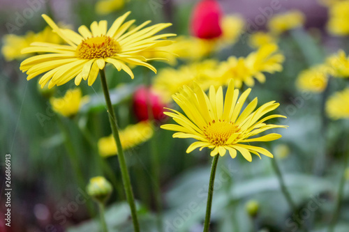 bright yellow daisy flower floral background selective focus blurred background