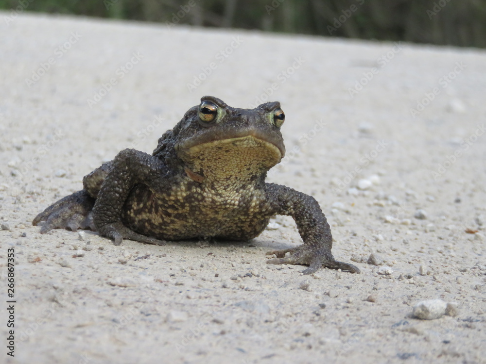 Obraz premium Frog