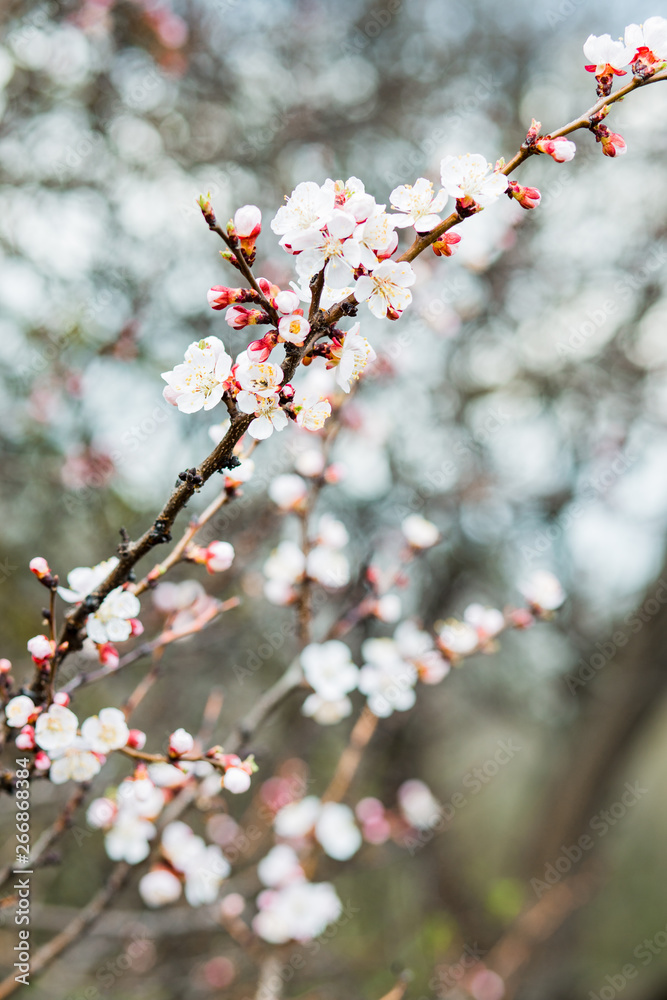 Beautiful flowering apricot tree in spring time Beautiful flowering apricot tree in spring time