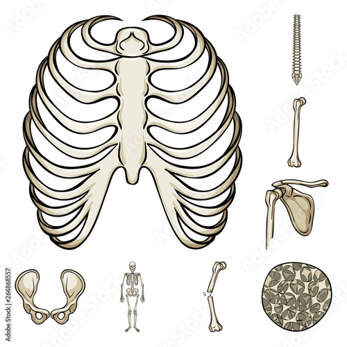 Isolated object of bone and skeleton logo. Set of bone and human stock symbol for web.