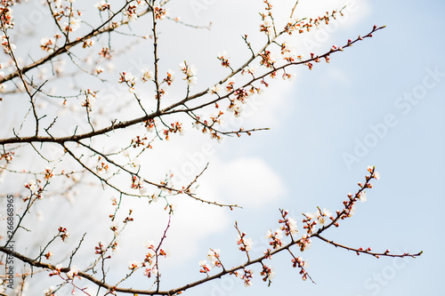Beautiful flowering apricot tree in blue sky