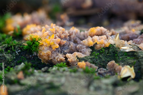 Phlebia radiata  wrinkled crust fungus