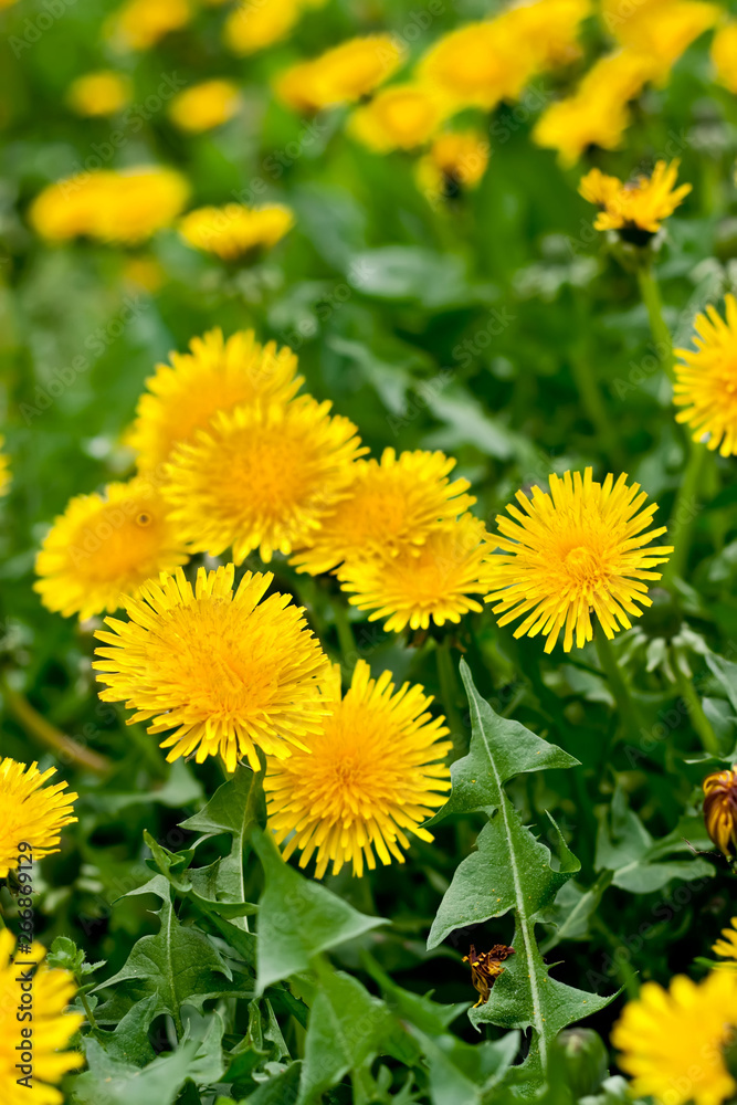 Many yellow dandelion flowers in green grass Many yellow dandelion flowers in green grass