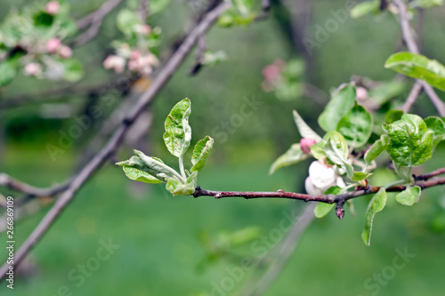 Young green leaves, buds of apple tree