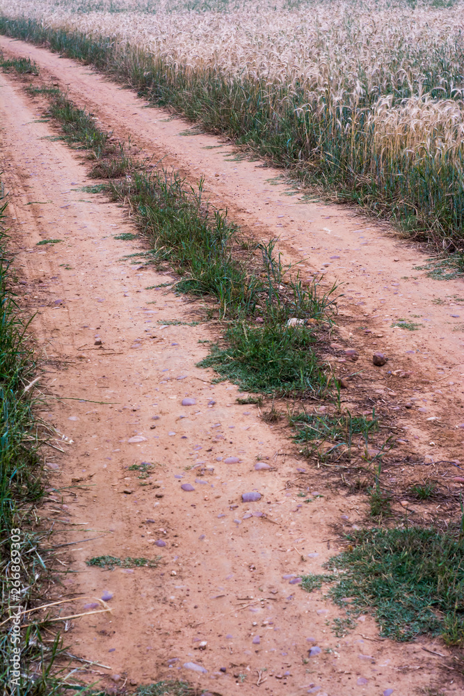 Dirty road in a wheat field Dirty road in a wheat field