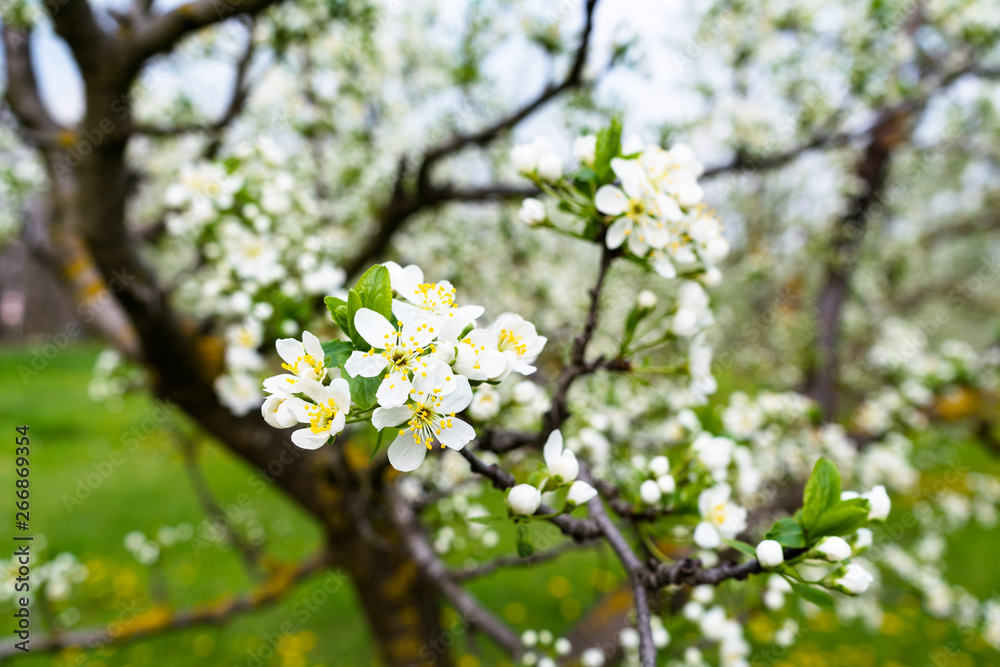 apple tree flower closeup
