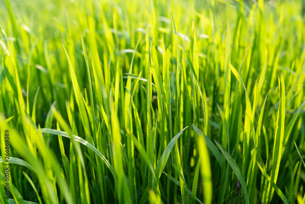 green grass closeup. spring time. blurred background