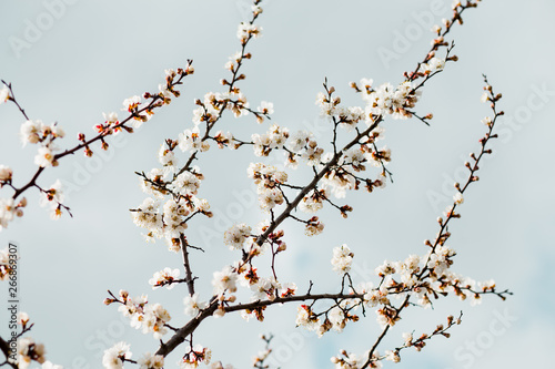 Beautiful flowering apricot tree in spring time