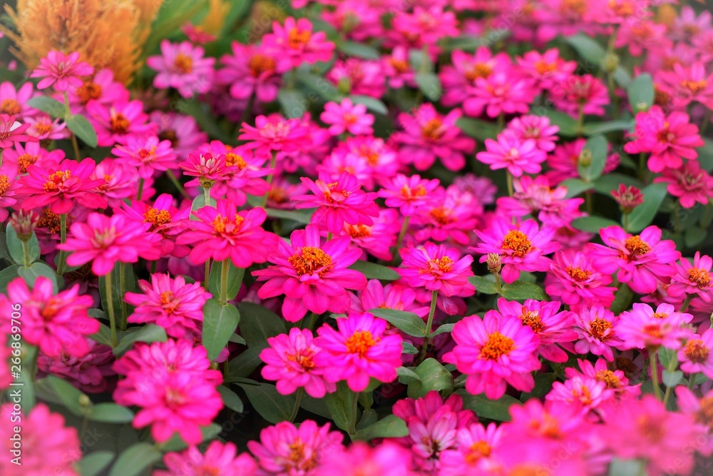 pink flowers in the garden pink flowers in the garden