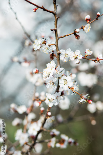 Beautiful flowering apricot tree in spring time