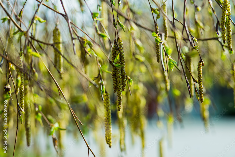 The young blooming long catkins on alder tree branches in early spring The young blooming long catkins on alder tree branches in early spring