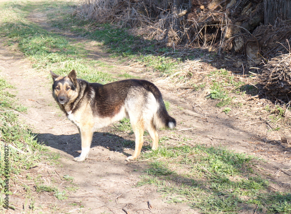 Obraz premium black dog stands on a rural road