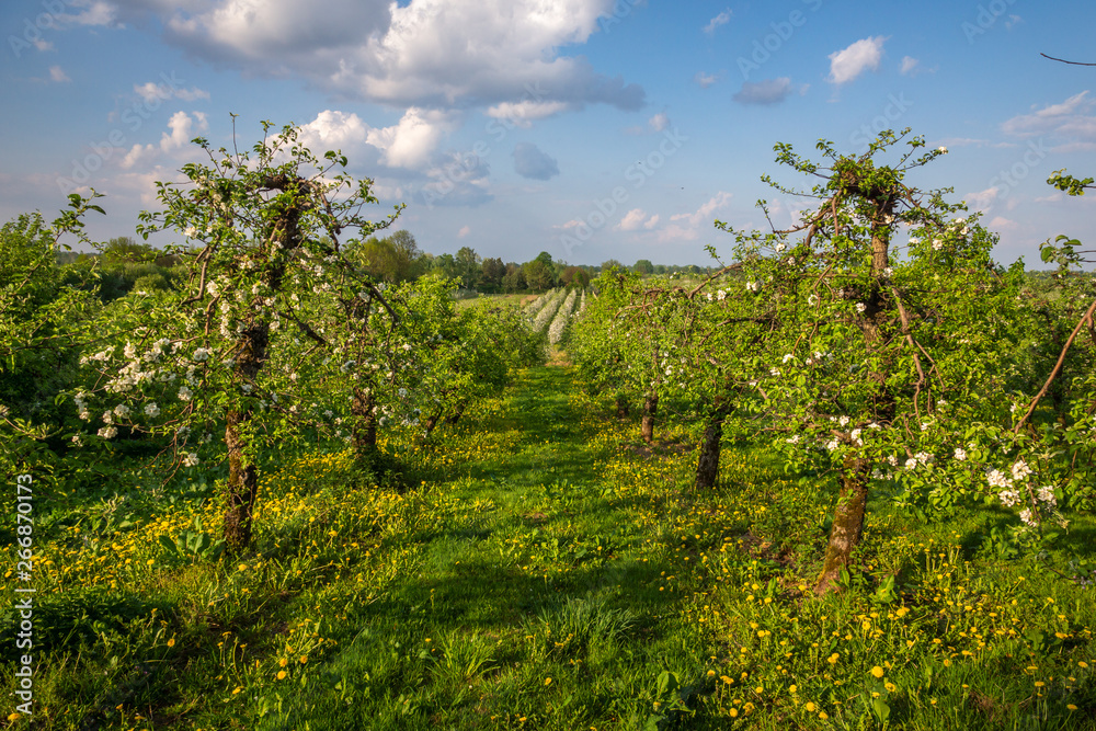Blooming tree in spring orchard near Czersk, Poland