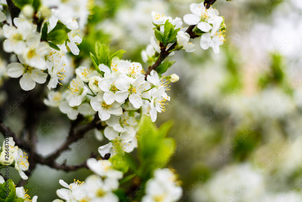 White flowers on apple tree White flowers on apple tree