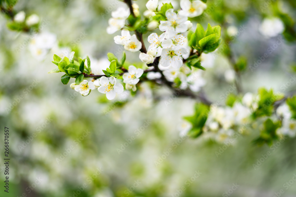 White flowers on apple tree White flowers on apple tree