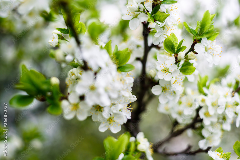 White flowers on apple tree White flowers on apple tree