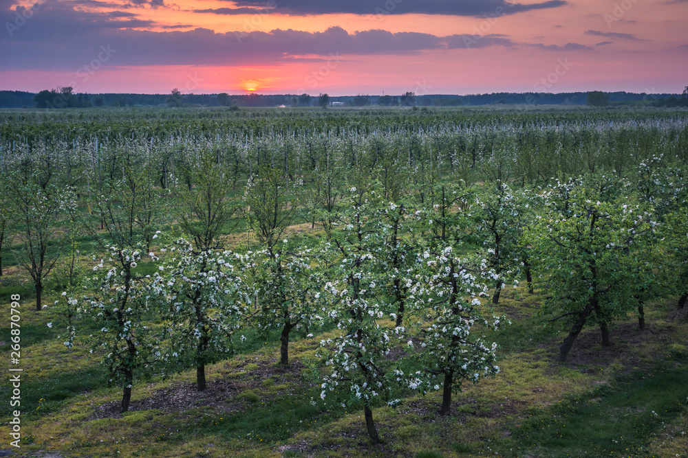Sunset over the blooming tree in spring orchard near Czersk, Poland