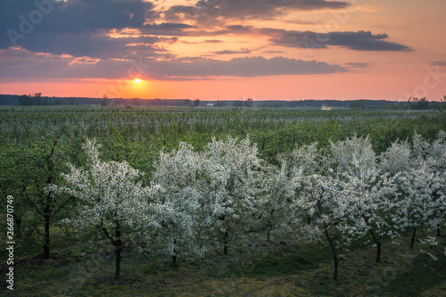 Sunset over the blooming tree in spring orchard near Czersk, Poland
