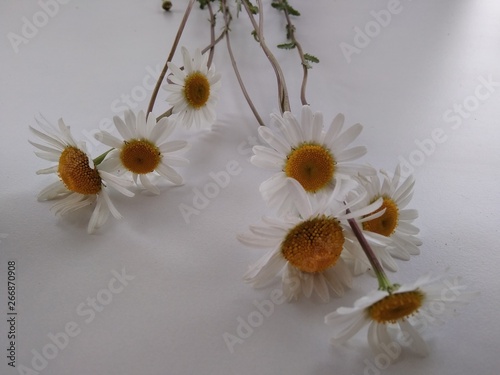 marguerites