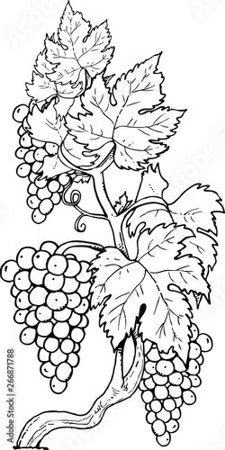 Banner template. Hand drawn vector illustration of grapes. Vine sketch
