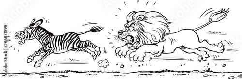 Lion hunting a zebra