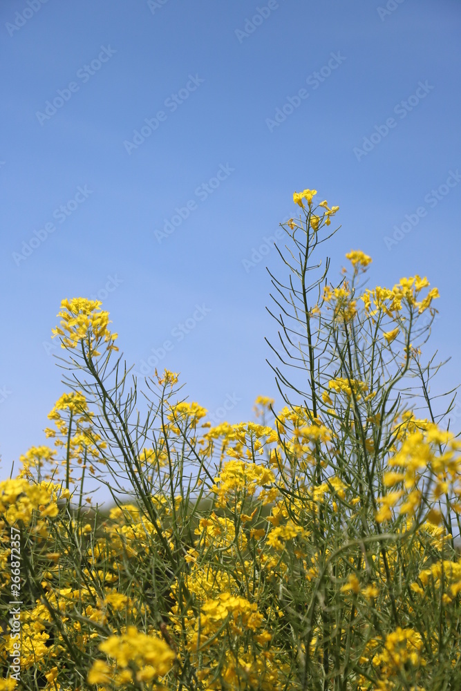 菜の花 菜の花