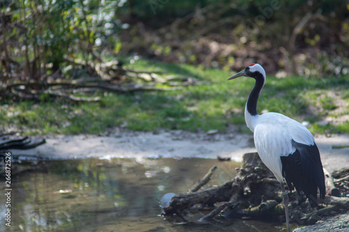 visiting the Zoo of Affi, near lake Garda,  italian Zoo, nature and wildlife © Rene
