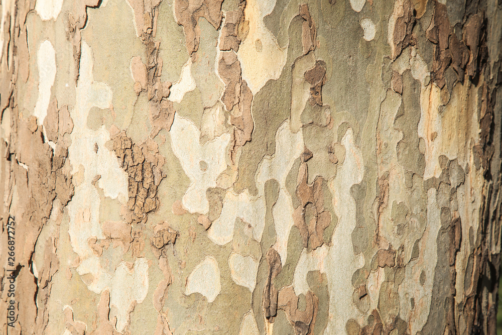 Shoot trees in detail Shoot trees in detail