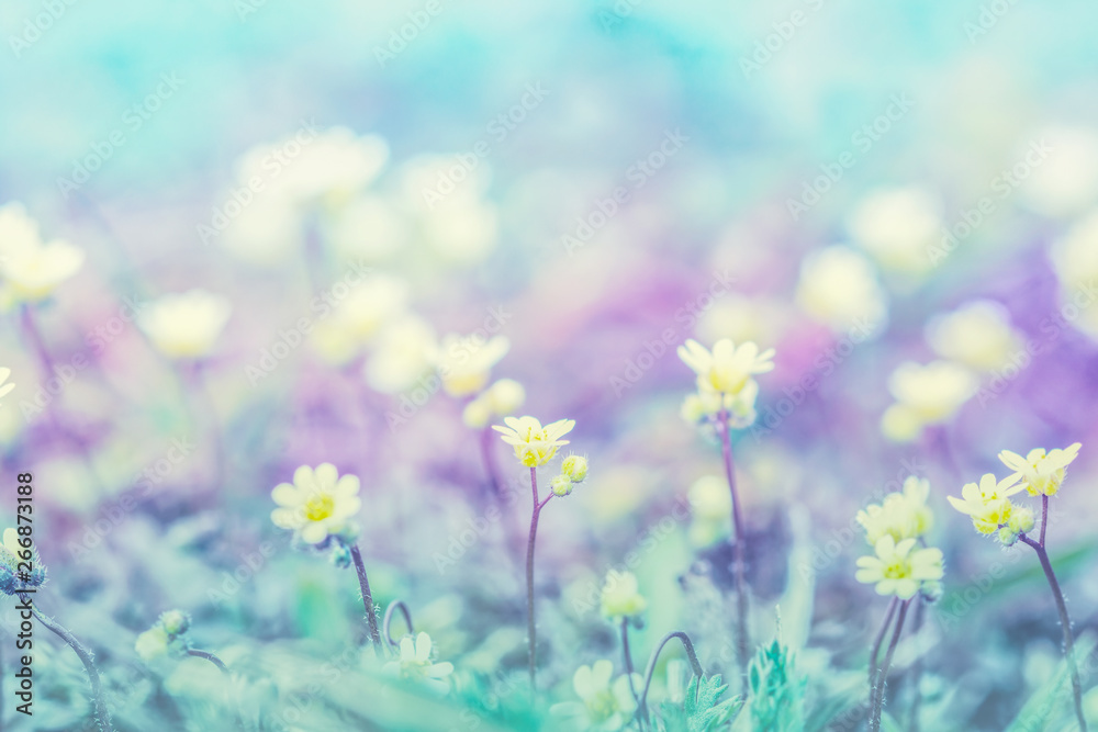 Fototapeta premium Beautiful micro wildflowers in the dreamy meadow. Delicate pink and blue colors pastel toned. Shallow depth macro background. Greeting card template. Copy space. Nature floral springtime