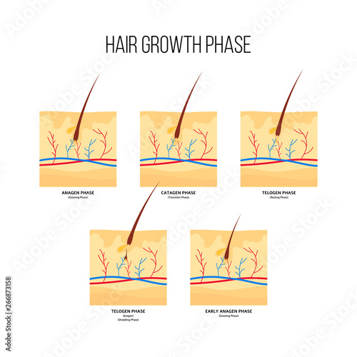 Human hair growth phase scheme flat style