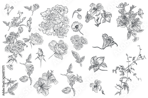 Collection of vector hand drawn flowers for design