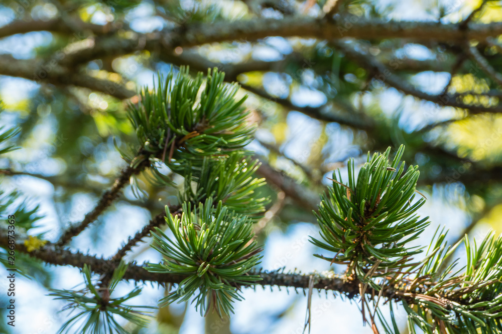 Nadelgewächs Nadelbaum Nadelgewächs Nadelbaum