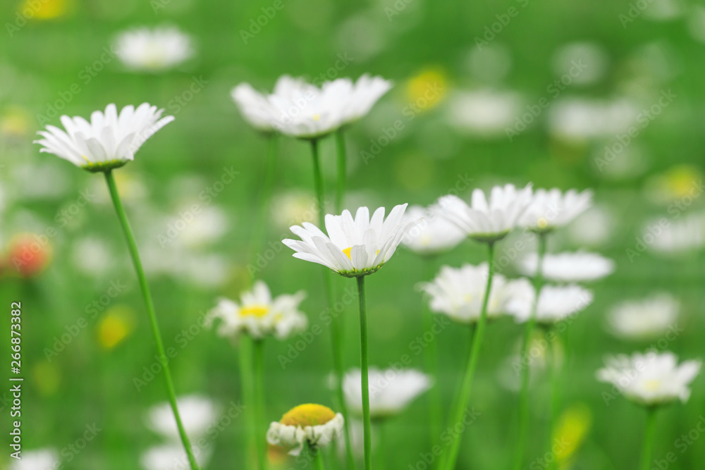 The park is full of all kinds of flowers in summer