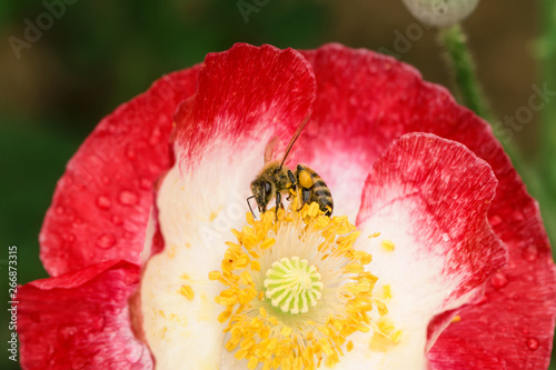 The park is full of all kinds of flowers in summer