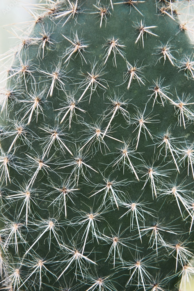 Green cactus with sharp needles and pink purple flower spins on green background. Green cactus with sharp needles and pink purple flower spins on green background.