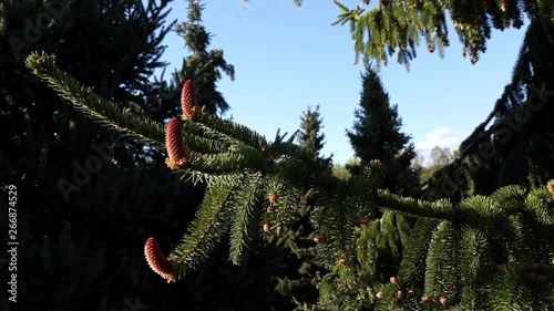 Flowering spruce tree buds. In the background, audible are birds chirping and the cars noise - 17 photo